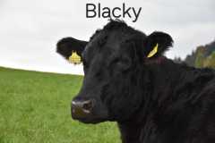 WhatsApp-Image-2025-10-28-at-13.08.32