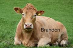 WhatsApp-Image-2025-10-28-at-13.08.33-1