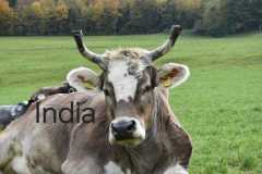 WhatsApp-Image-2025-10-28-at-13.08.36-3